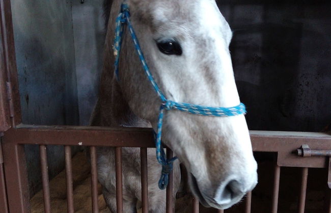 Coudelaria Residence - Foto 39