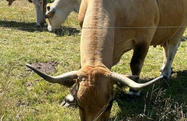 La Pastourelle en Lozère - Foto 44