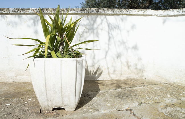 Trullo Pinto - Foto 63