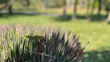 Li Papi - Foto 5, Garden