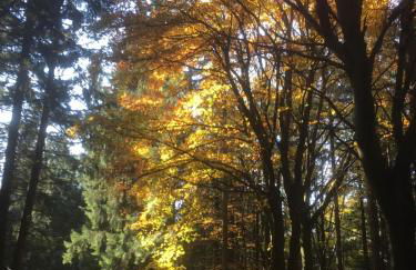 Komfortable Wohnungen und Studio in Sankt Englmar - Foto 47