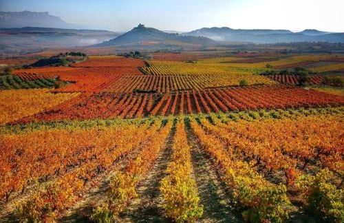 Garnacha Tinta VT-LR-2179 - Photo 42