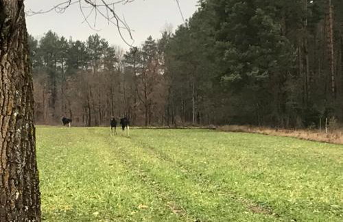 Domek Walentinki - Foto 20