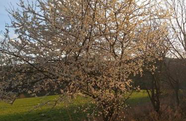 Bungalow Schwarzatalblick in Bad Blankenburg Ortsteil Böhlscheiben - Foto 57