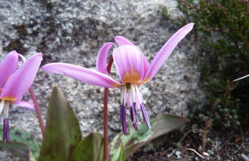 Les Bordes De Paloumières - Foto 61