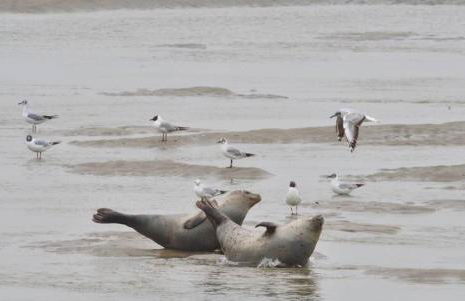 L'Aéroplage, Appartement Standing Rénové Vacances 40mètres plage - Foto 24