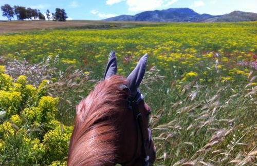 Ridocco Agriturismo - Foto 37