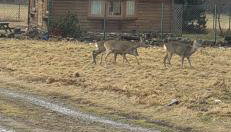 Domek na Kamieńcu - Foto 2