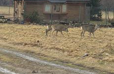 Domek na Kamieńcu - Foto 2