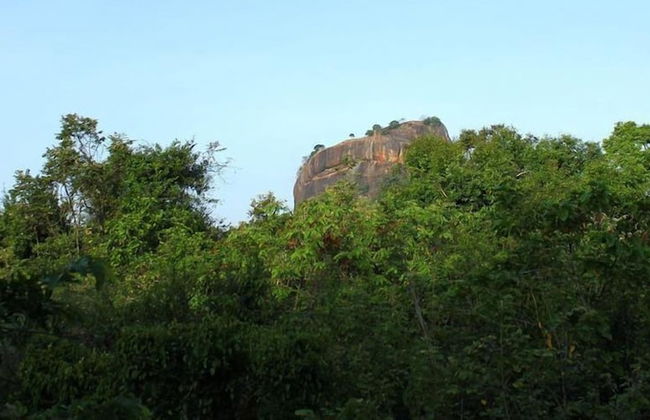 Thick forest sigiriya - Photo 32