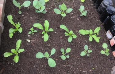 Cantim da Flor - Vale do Capão - Foto 72