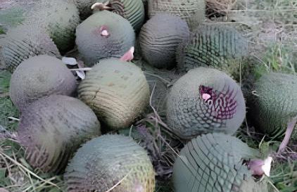 Cabana Pequeno Bosque som dás Águas - Foto 43