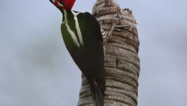 Private day trip to Arroyos y Esteros
