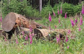 Le Pas du Loup - Photo 12