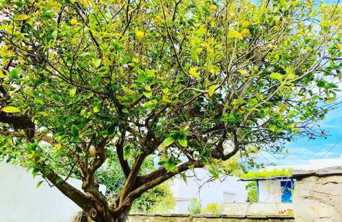 Limni No 2 self catering apartment - Foto 25