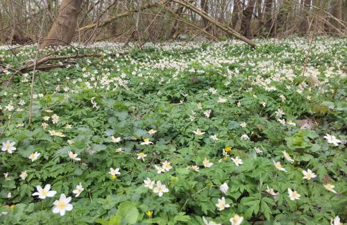 Ferienwohnung auf Rügen mit Boddenblick - Foto 47