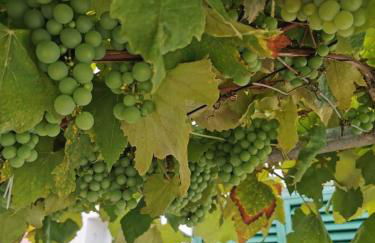 Silvia's House - Photo 5