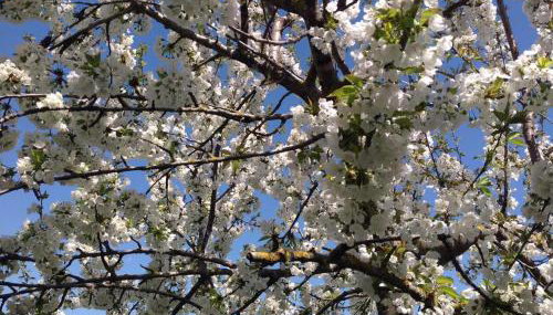 ΕΞΟΧΙΚΗ ΚΑΤΟΙΚΙΑ ΕΥΑΓΓΕΛΙΑ - Foto 2, Garden