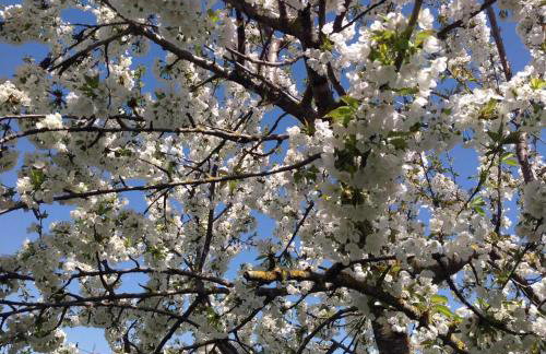 ΕΞΟΧΙΚΗ ΚΑΤΟΙΚΙΑ ΕΥΑΓΓΕΛΙΑ - Foto 2