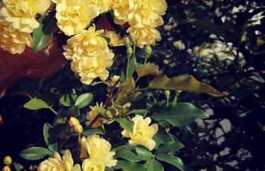 Casa da Palmeira - Foto 44