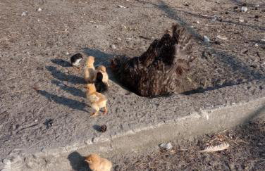 Agroturystyka AMiG - Foto 24