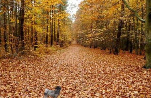 Ferienhaeuser Auszeit am Grossen Labussee - Photo 19