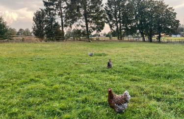 Ferienwohnung auf dem Bauernhof - Hermanns Lodge - Foto 28