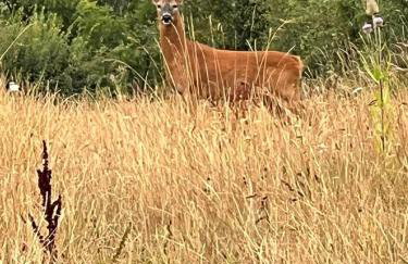 Rural Lake View in Welford upon Avon - Foto 25