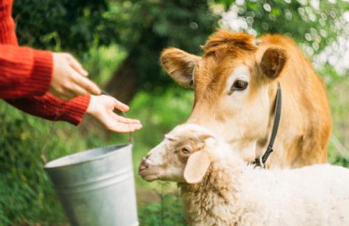 Domus Agricolae Corallina - Foto 19