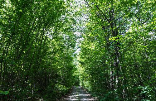 Forest Escape - Foto 49