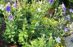 Ferienhaus Korn mitten im schönen Pfälzer Wald, Privat Haus - Foto 22