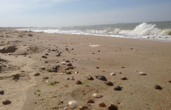Dike House in Schoondijke Near Beaches - Foto 28