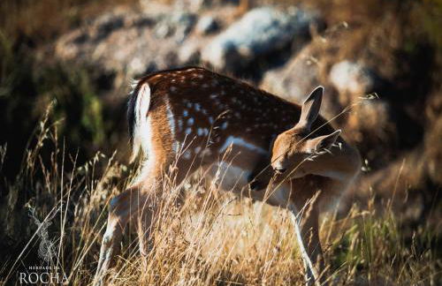 Herdade da Rocha - Boutique Lodge - Foto 52