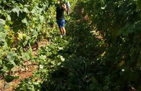 Quinta Do Acipreste (Antiga Quinta Da Torre) - Photo 20