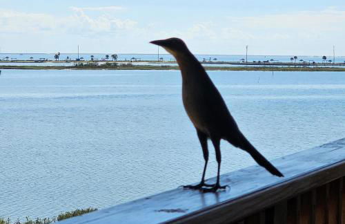 Pat's Perch - Foto 38