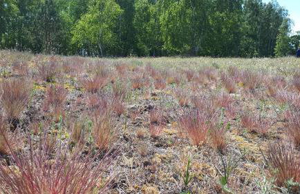 Ferienhaus am Gutspark 3, Klausdorf, ca 250 m bis zur Badestelle - Foto 25