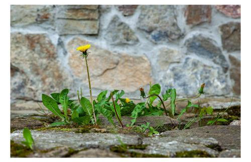 Kozy i Róże - Foto 31