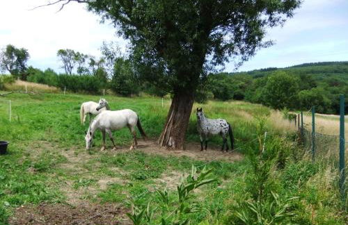 Villa Edelstein - Foto 16