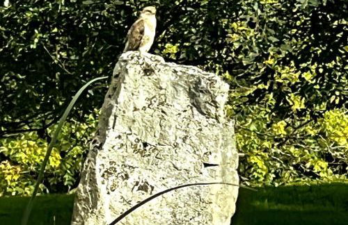 The Danes Gower, Llanmadoc, Gower Peninsula, Wales - Foto 40
