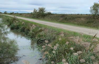 "La Pradeto" gite rural Camargue - Foto 22