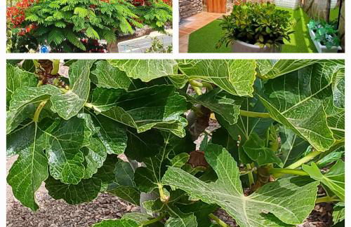 Duplex Anfi Topaz - Foto 14