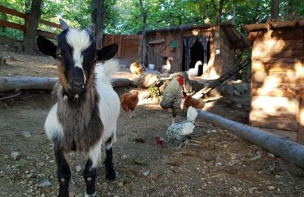 La roulotte rose rouge - Foto 12