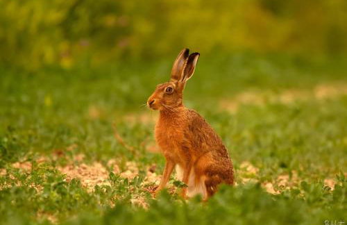Shepherds Huts Tansy & Ethel in rural Sussex - Foto 36