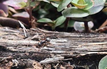 Sossego e aconchego ao lado do INHOTIM - Foto 28