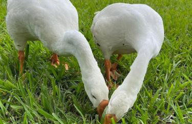 Sítio Veredas Formiga-MG - Foto 22