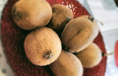 Casa Franca - Apartment in the countryside with garden - Foto 36