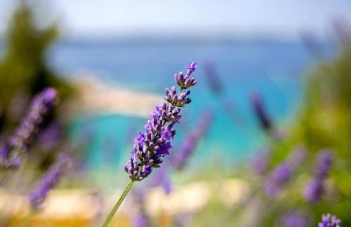 Blue Bay Residence - Foto 30