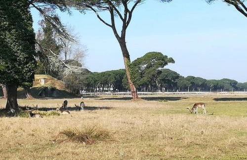 I Levrieri Venezia - Foto 50