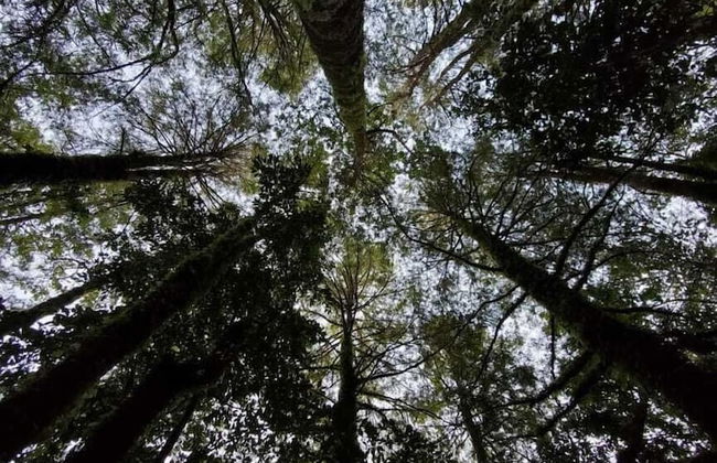 La Rueda del Chucao - Foto 58