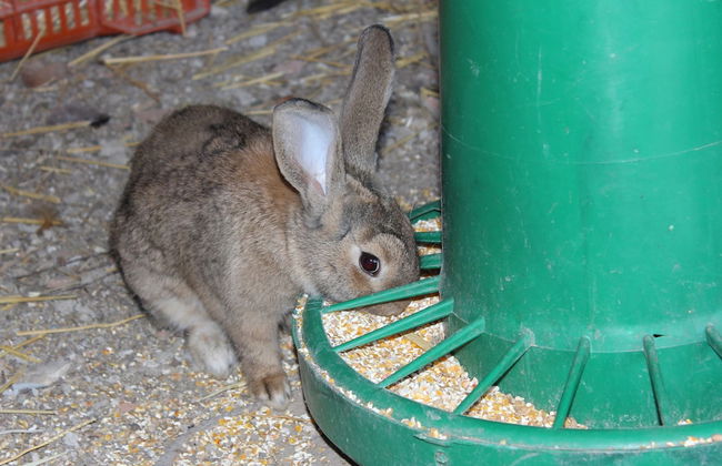 Agriturismo La Casa di Bacco - Foto 38